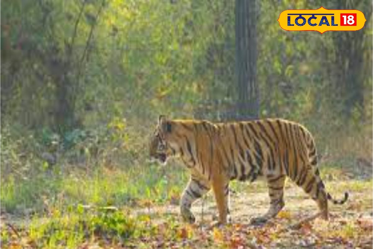 वाल्मीकि टाइगर रिज़र्व से भटके बाघ ने फैलाई दहशत, हाथी के जरिए होगा रेस्क्यू