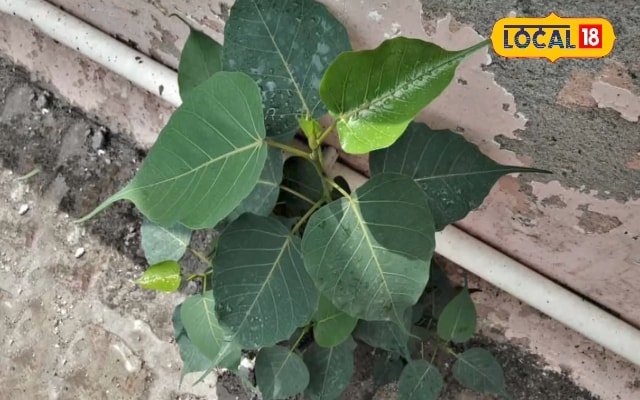 घर की दीवार पर उगे पीपल को हटाने का सरल उपाय, जड़ से सूख जाएगा पूरा पौधा