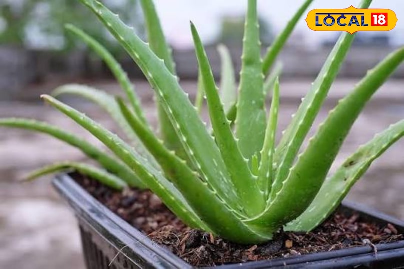 एलोवेरा