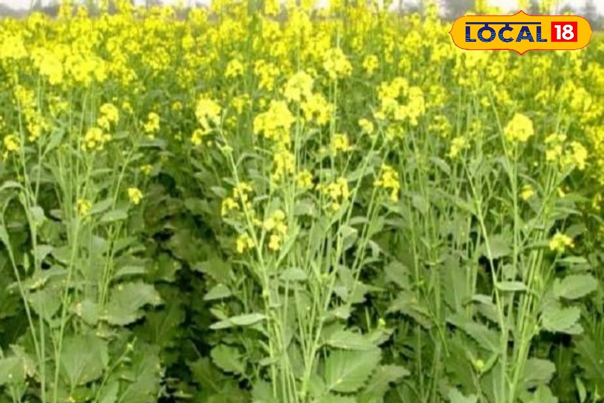 सरसों की खेती को लेकर कृषि वैज्ञानिक ने दी अहम जानकारी, तरीके बढ़ाएंगे पैदावार