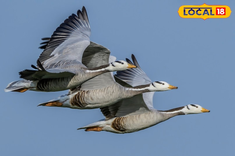 bar headed goose in flight 