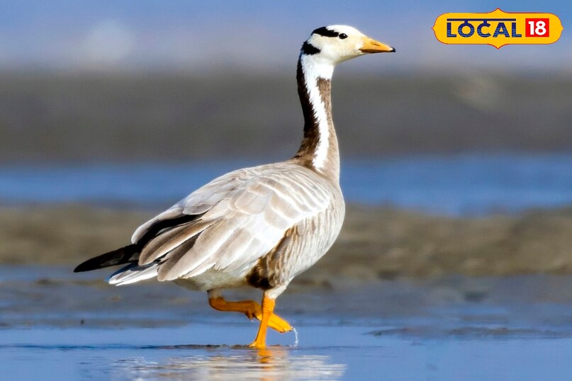 sharp brain of bar headed goose 
