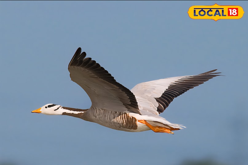 amazing facts about bar headed goose 