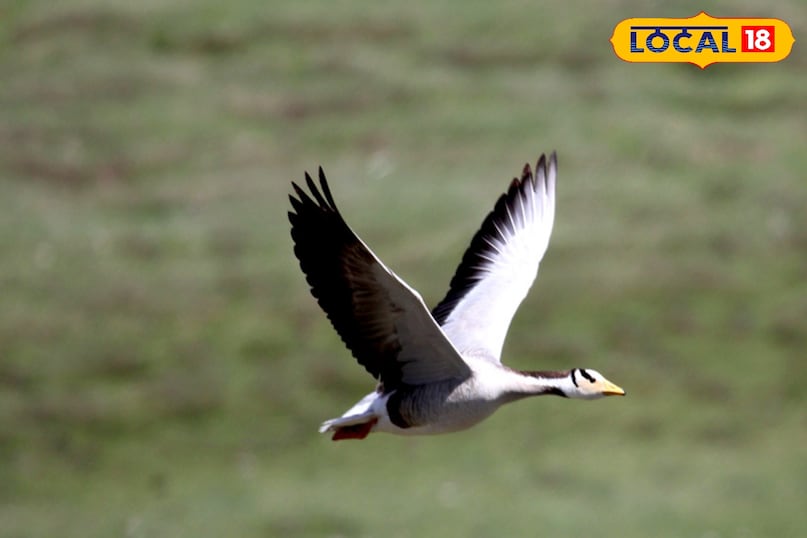 migratory birds of india 