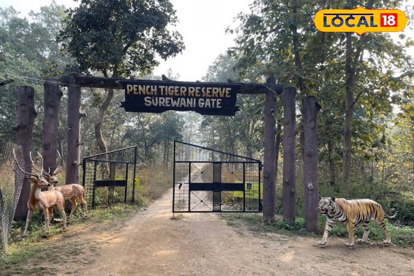 वन्यजीव समाचार, स्पाइडर इन इंडिया, wildlife, local18, khargone letest news, Madhya Pradesh hindi news, seoni letest news वन्यजीव समाचार, स्पाइडर इन इंडिया, wildlife, local18, khargone letest news, Madhya Pradesh hindi news, seoni letest news