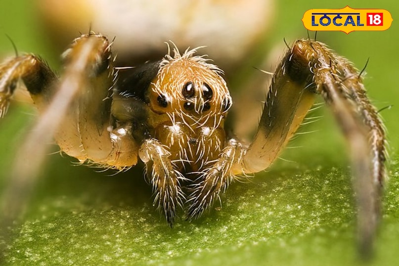 वन्यजीव समाचार, स्पाइडर इन इंडिया, wildlife, local18, khargone letest news, Madhya Pradesh hindi news, seoni letest news वन्यजीव समाचार, स्पाइडर इन इंडिया, wildlife, local18, khargone letest news, Madhya Pradesh hindi news, seoni letest news
