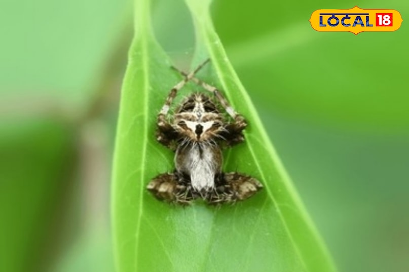 वन्यजीव समाचार, स्पाइडर इन इंडिया, wildlife, local18, khargone letest news, Madhya Pradesh hindi news, seoni letest news वन्यजीव समाचार, स्पाइडर इन इंडिया, wildlife, local18, khargone letest news, Madhya Pradesh hindi news, seoni letest news