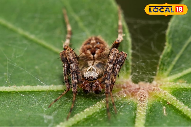 वन्यजीव समाचार, स्पाइडर इन इंडिया, wildlife, local18, khargone letest news, Madhya Pradesh hindi news, seoni letest news वन्यजीव समाचार, स्पाइडर इन इंडिया, wildlife, local18, khargone letest news, Madhya Pradesh hindi news, seoni letest news