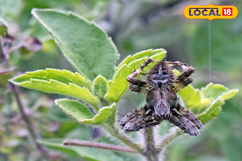 वन्यजीव समाचार, स्पाइडर इन इंडिया, wildlife, local18, khargone letest news, Madhya Pradesh hindi news, seoni letest news वन्यजीव समाचार, स्पाइडर इन इंडिया, wildlife, local18, khargone letest news, Madhya Pradesh hindi news, seoni letest news