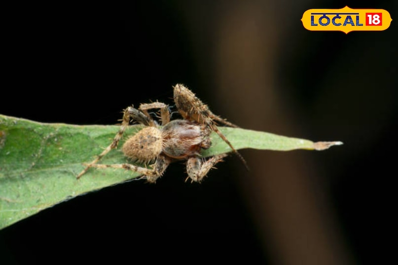 वन्यजीव समाचार, स्पाइडर इन इंडिया, wildlife, local18, khargone letest news, Madhya Pradesh hindi news, seoni letest news वन्यजीव समाचार, स्पाइडर इन इंडिया, wildlife, local18, khargone letest news, Madhya Pradesh hindi news, seoni letest news