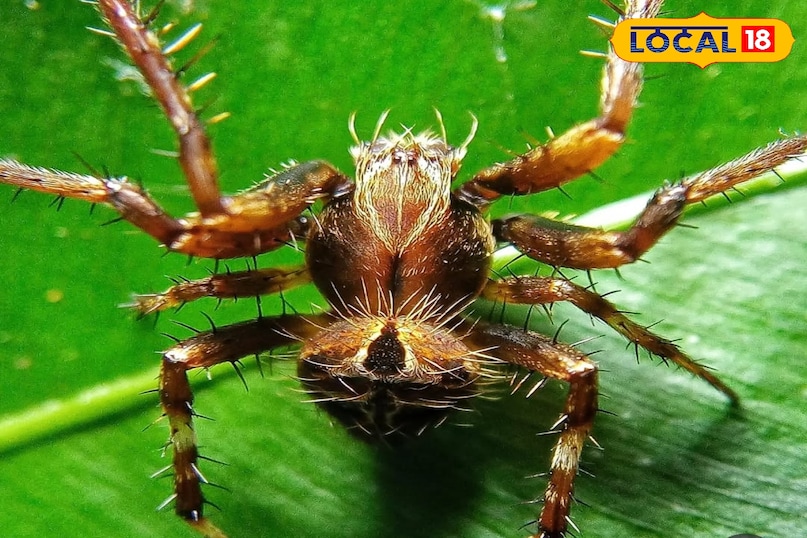 वन्यजीव समाचार, स्पाइडर इन इंडिया, wildlife, local18, khargone letest news, Madhya Pradesh hindi news, seoni letest news वन्यजीव समाचार, स्पाइडर इन इंडिया, wildlife, local18, khargone letest news, Madhya Pradesh hindi news, seoni letest news