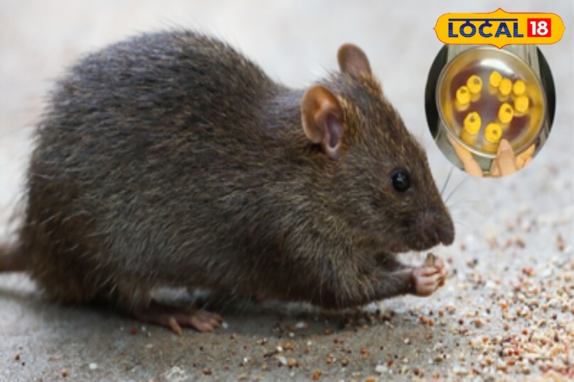 5 मिनट में भाग जाएंगे चूहे, एक बार में एंट्री हो जाएगी बैन’ — धागे और आटे वाला आसान घरेलू तरीका