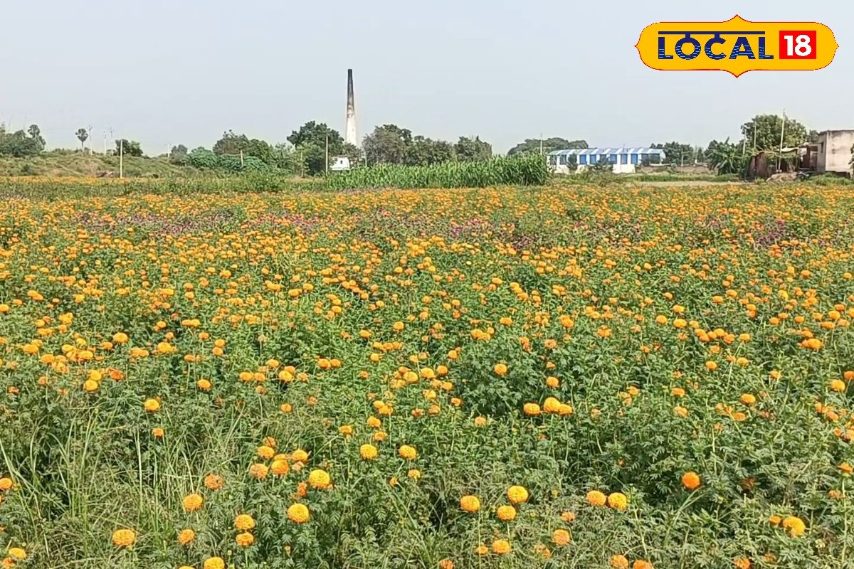 'फूलों के गांव' में गेंदा उगाने से बदला जीवन, पटना-नालंदा तक फैला है कारोबार