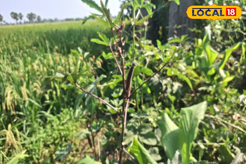 bhindi Benfits bhindi Benfits