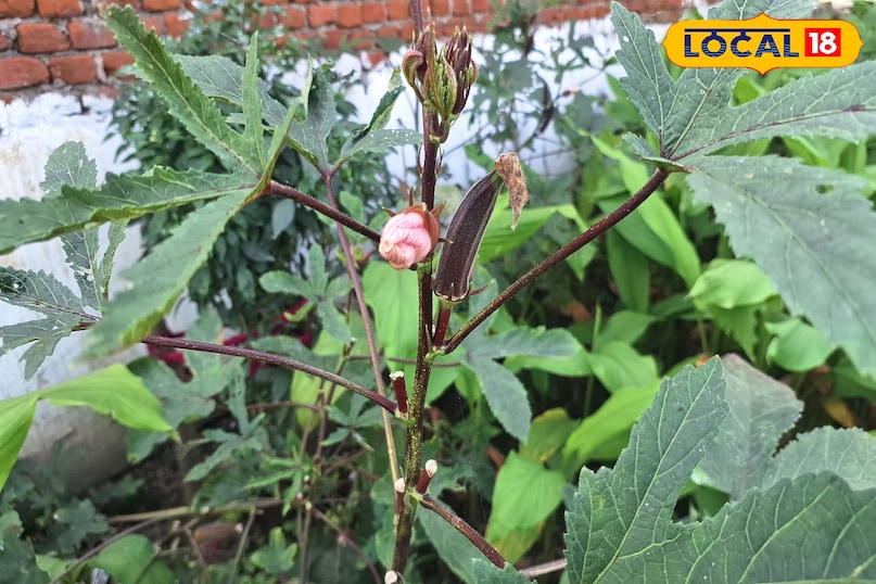 Benfits of bhindi Benfits of bhindi