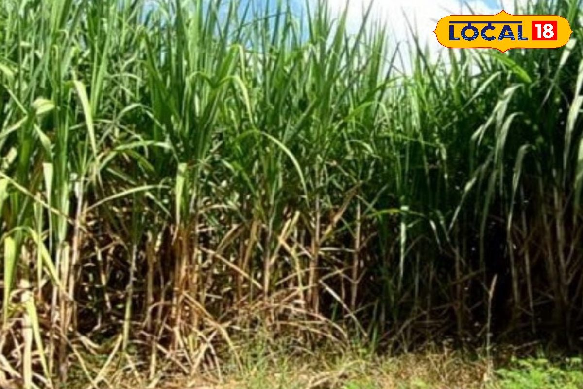 बो दें गन्ने की ये किस्में, मिलेगी रिकॉर्ड पैदावार, बुवाई से लेकर दवाई तक माने