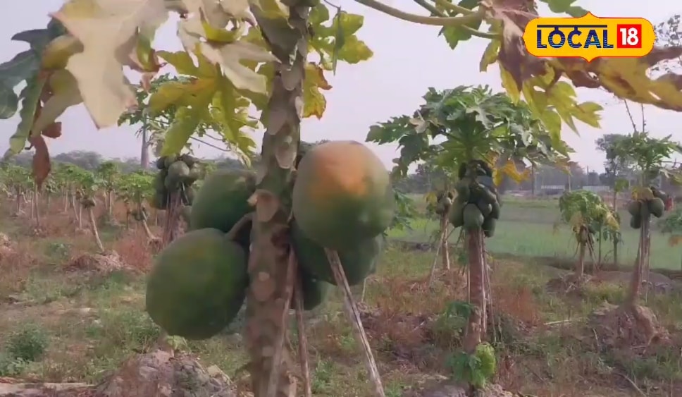 5.6 लाख का मुनाफा... पपीता की खेती से सीतामढ़ी का किसान कर रहा है बंपर कमाई