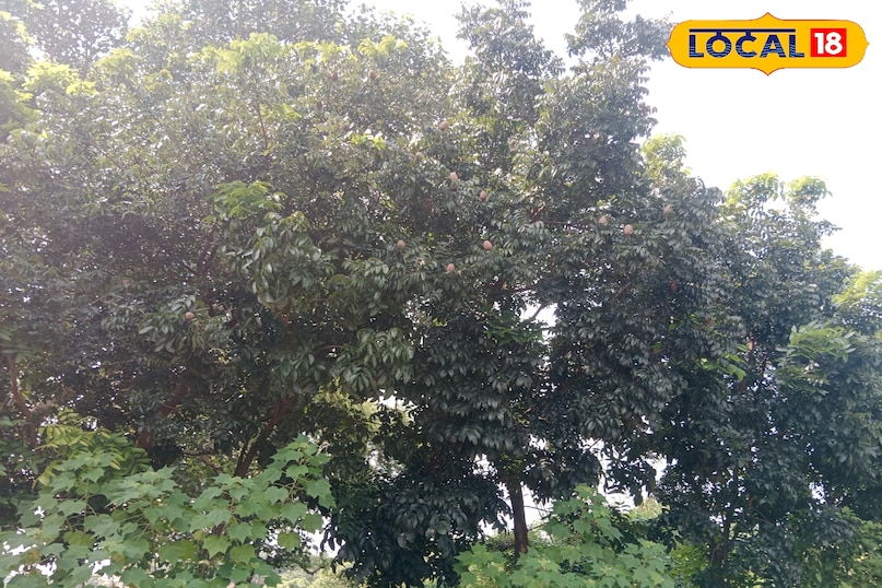 Mau news, local news, latest news, up news, mahogni tree