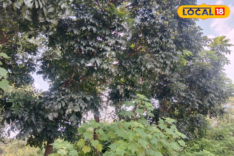 Mau news, local news, latest news, up news, mahogni tree