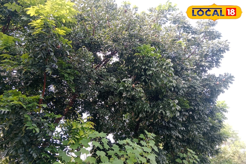 Mau news, local news, latest news, up news, mahogni tree