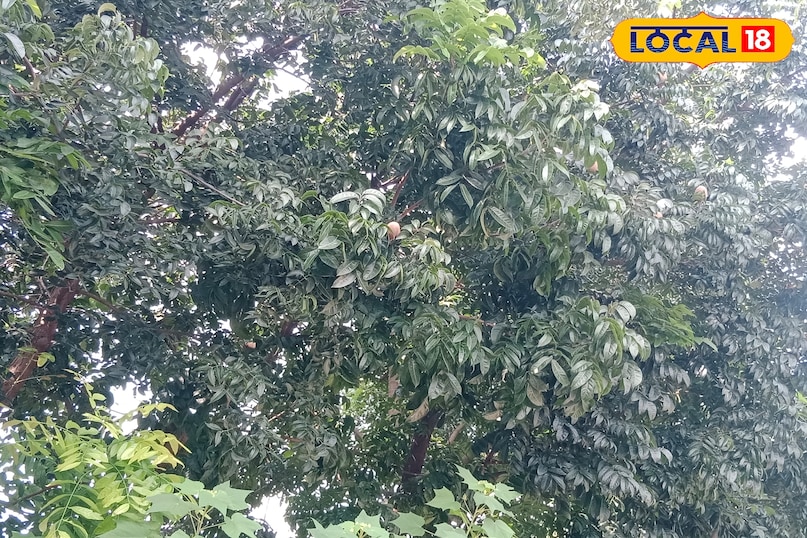 Mau news, local news, latest news, up news, mahogni tree