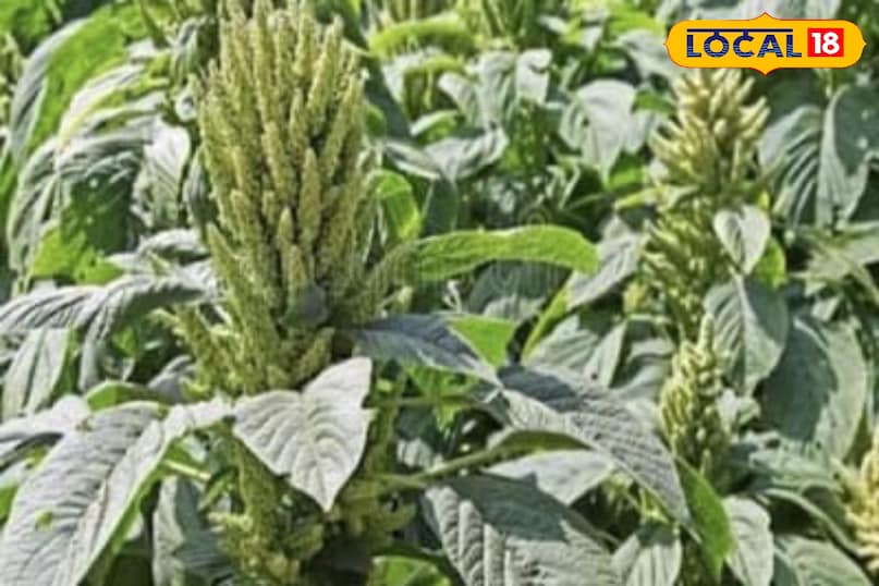 Moradabad news,hindi news,up news, local news, मुरादाबाद समाचार,हिंदी समाचार,यूपी समाचार,लोकल समाचार।