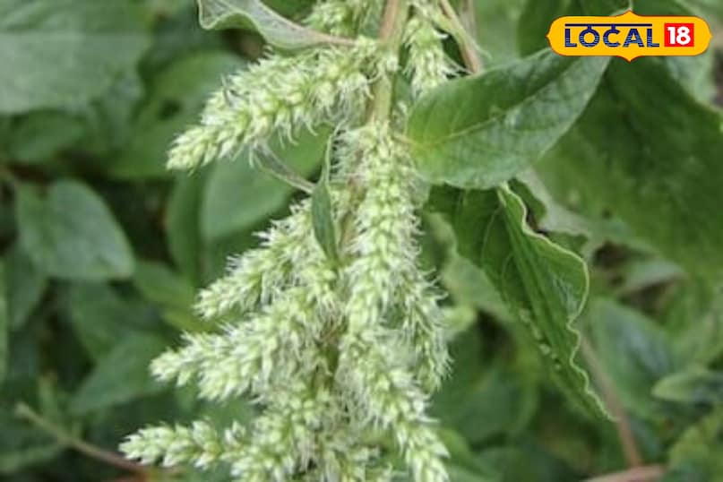 Moradabad news,hindi news,up news, local news, मुरादाबाद समाचार,हिंदी समाचार,यूपी समाचार,लोकल समाचार।