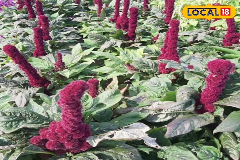 रामदाना