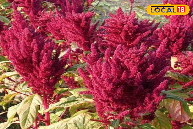 रामदाना