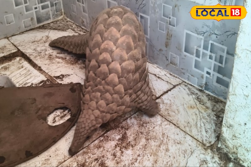 रतलाम के एक गांव के किसान दुले सिंह के घर के पास दुर्लभ वन्य प्राणी पेंगोलिन दिखा. फिर ग्रामीणों को अजीबोगरीब आवाज भी आने लगी. इसके बाद किसान के यहां ग्रामीणों की भीड़ जमा हो गई. वहीं, आखिर में वन विभाग की टीम ने गांव पहुंचकर वन्य प्राणी पैंगोलिन को सुरक्षा में लिया. रतलाम के एक गांव के किसान दुले सिंह के घर के पास दुर्लभ वन्य प्राणी पेंगोलिन दिखा. फिर ग्रामीणों को अजीबोगरीब आवाज भी आने लगी. इसके बाद किसान के यहां ग्रामीणों की भीड़ जमा हो गई. वहीं, आखिर में वन विभाग की टीम ने गांव पहुंचकर वन्य प्राणी पैंगोलिन को सुरक्षा में लिया.