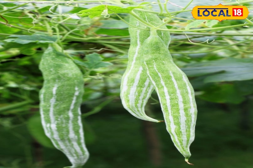 चिड़िया 