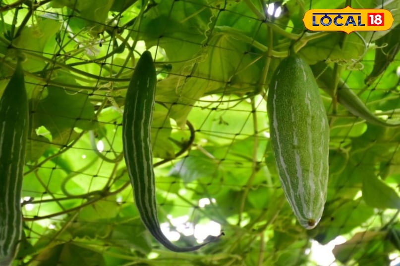 चिचिड़ा 