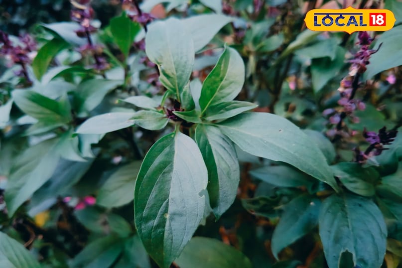 Bedroom Plants Bedroom Plants