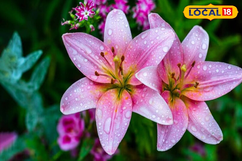 Bedroom Plants Bedroom Plants