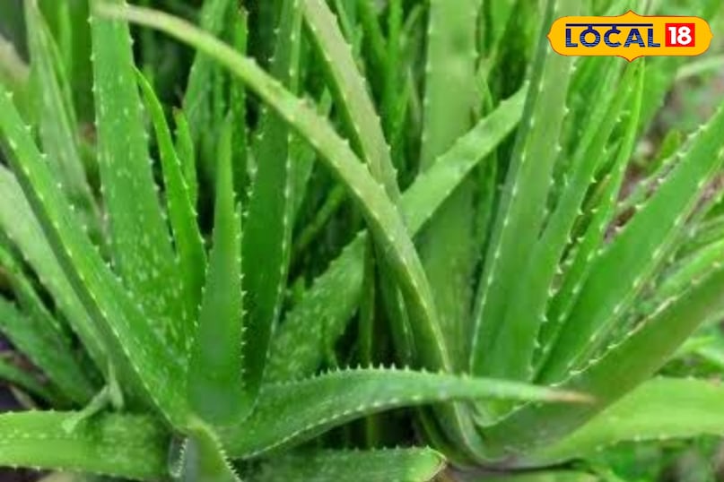 एलोवेरा