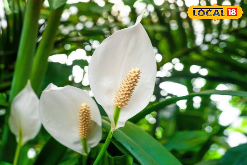 पीस लिली