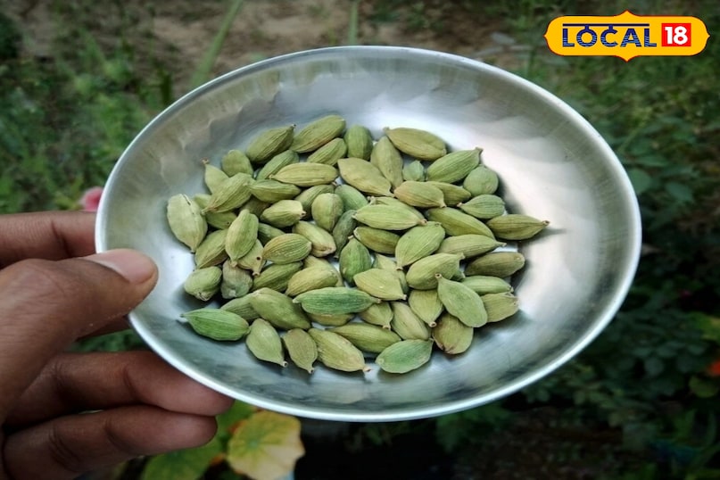 इलायची इलायची
