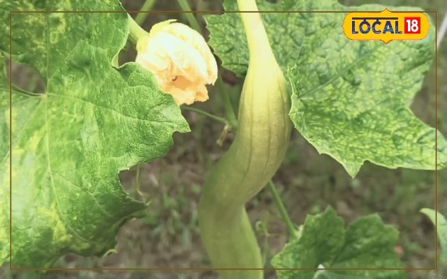 3 कट्ठा में जादुई खेती! रोजाना 30kg पैदावार, जानें सबीना की सफल कहानी
