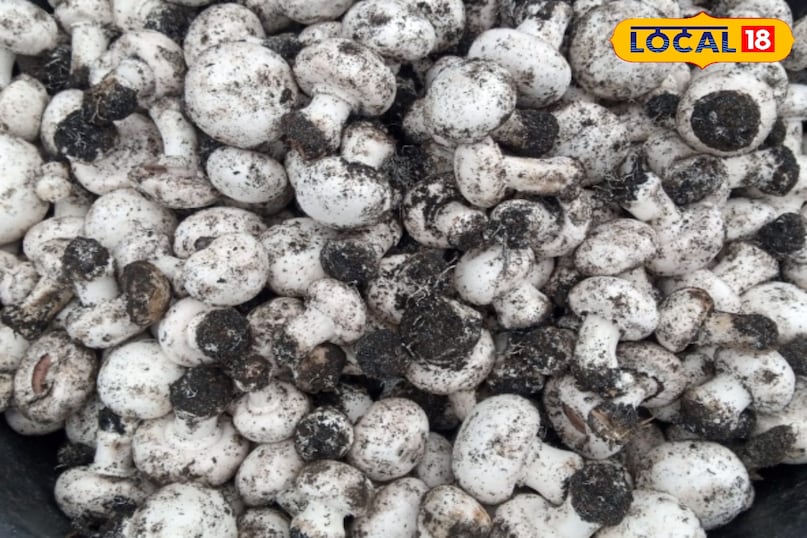 मशरूम मशरूम