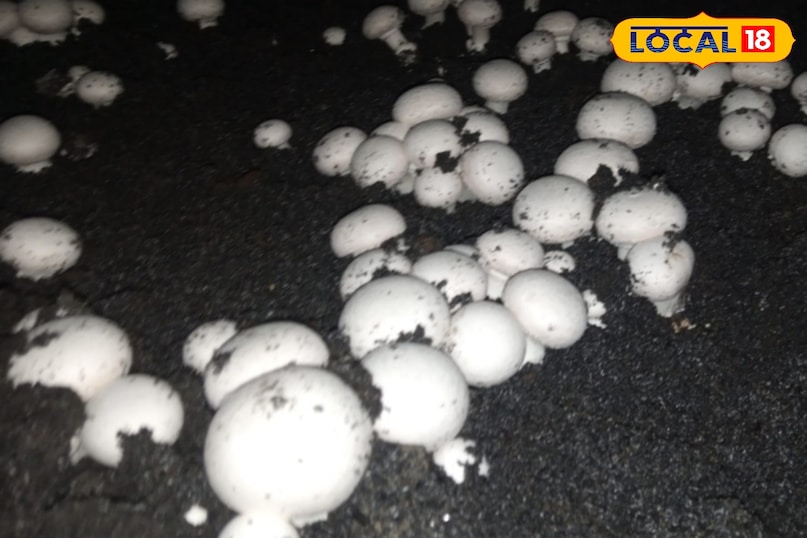 मशरूम मशरूम