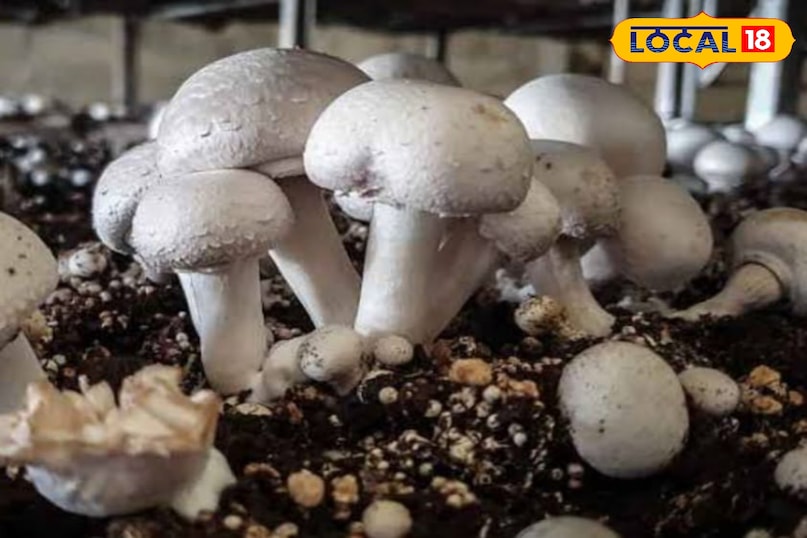 मशरूम मशरूम