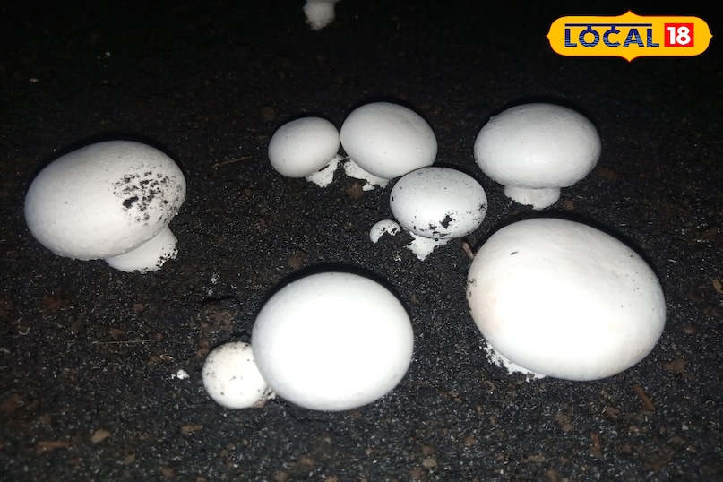 मशरूम मशरूम