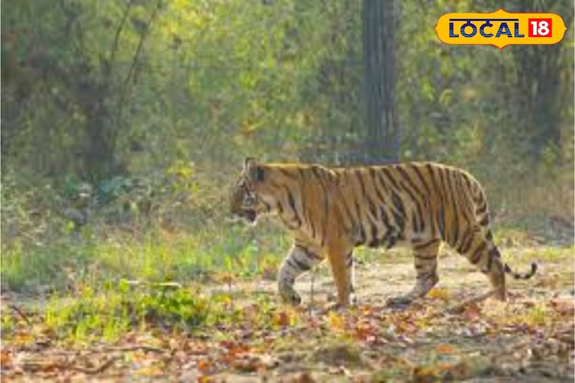 बिहार का इकलौता टाइगर रिज़र्व बिहार का इकलौता टाइगर रिज़र्व