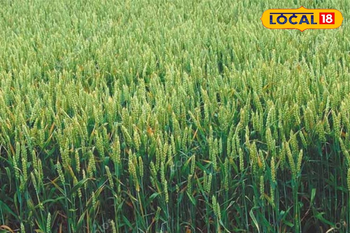 गेहूं की बंपर पैदावार के लिए अपनाएं ये खास टिप्स, होगा दोगुना उत्पादन