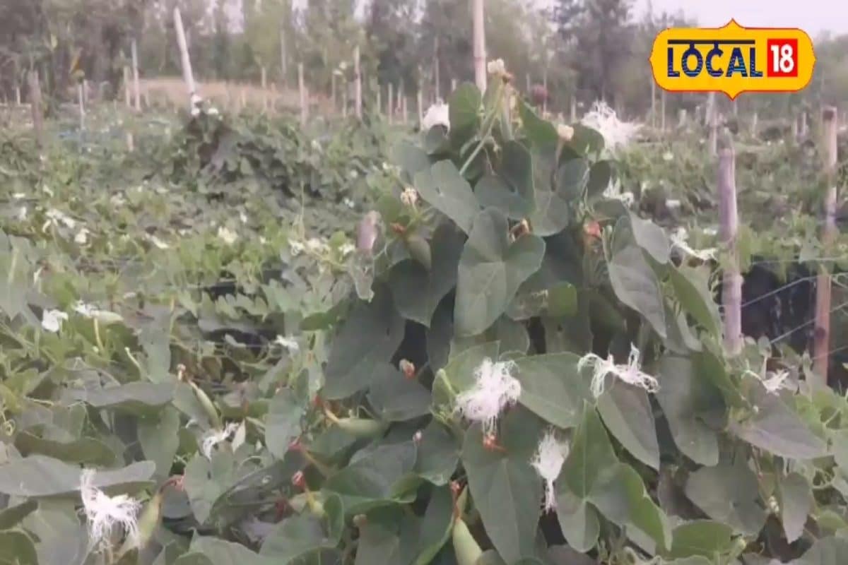 एक ऐसी सब्जी, किसानों के लिए पैसों का पिटारा, साल भर बाजार में मचाती है धूम!