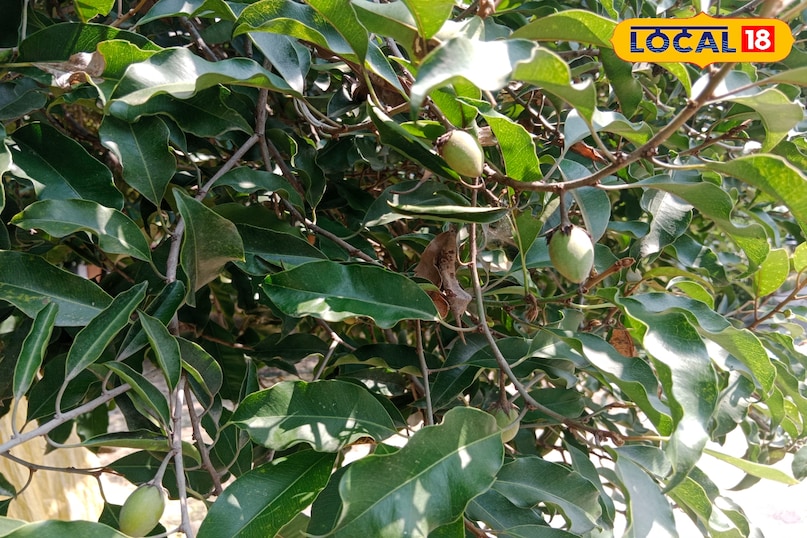 Mau news, local news, latest news, up news, maulshree tree Mau news, local news, latest news, up news, maulshree tree