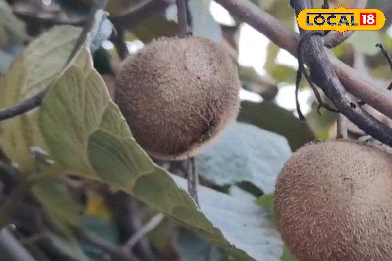 Moradabad news,hindi news,up news,local news, मुरादाबाद समाचार, हिंदी समाचार, यूपी समाचार, लोकल समाचार।