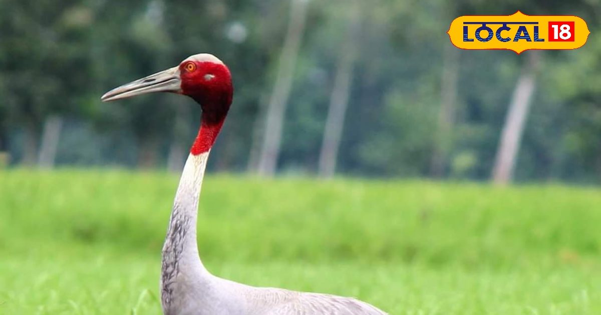 बिहार में विदेशी पक्षियों का डेरा…हजारों मील का सफर पूरा कर पहुंचा VTR, खूबसूरती मोह लेगी मन, देखें Photos