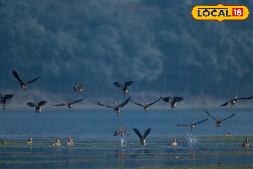 मछली और इन चीजों का आहार 