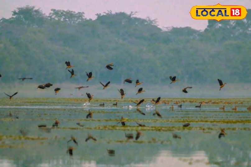 यह है मुख्य वजह 